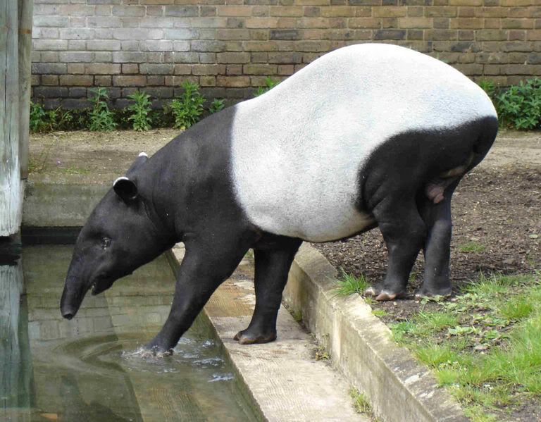 768px-Malayan_Tapir.jpg