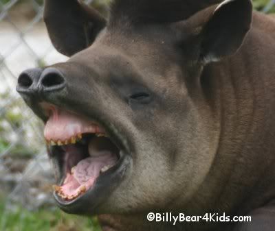 Tapir1Yawn.jpg