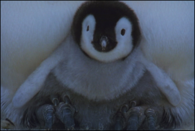 penguinchick2.png
