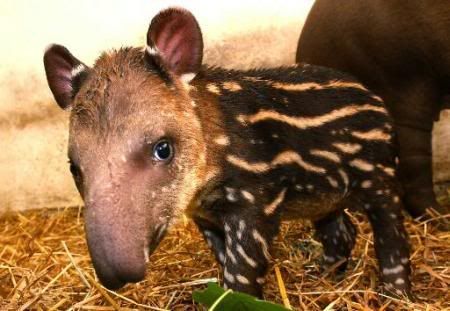 tapir_101102.jpg