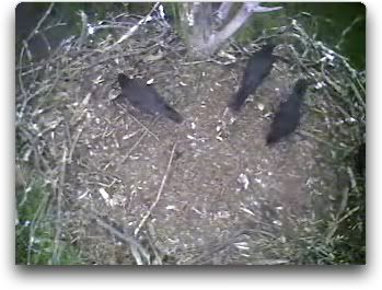 Barton's Cove eaglet