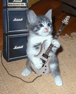 Rockykitty.gif image by marcustrease
