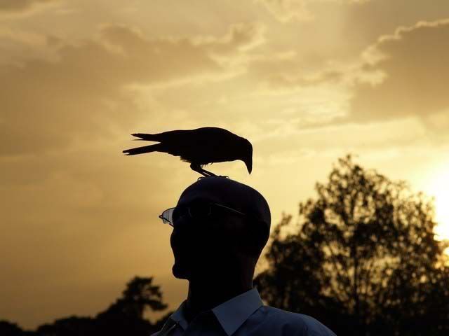 Фотожаба - Ворона на закате (20 шт.)