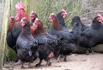 copper maran hens