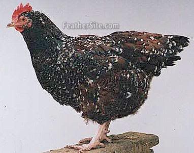 Black Sussex Chicken