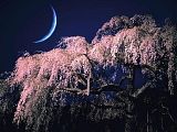 Tree2.jpg image by shadowdancer101