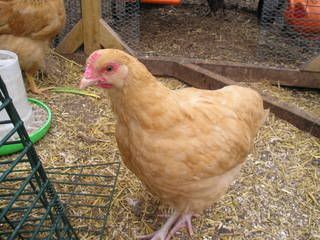 chicks042.jpg