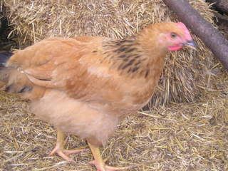 chicks046.jpg