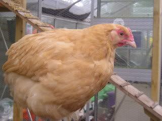 chicks049.jpg