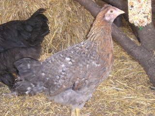 chicks051.jpg