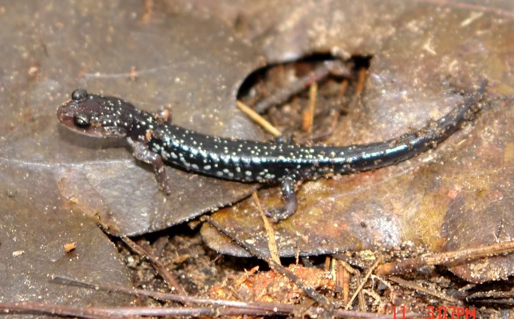 Plethodonouchitae.jpg