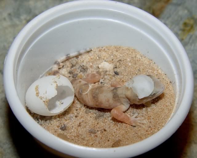Ptenopuscarpi-baby1.jpg