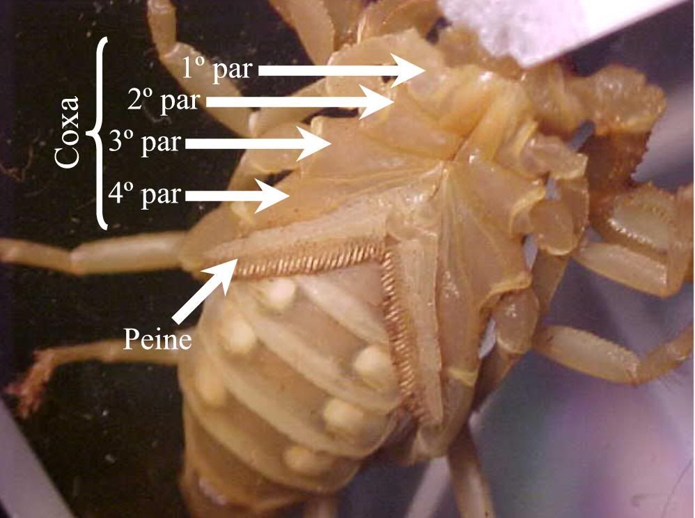 Resultado de imagen de Peine (escorpiones)