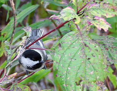 chickadee