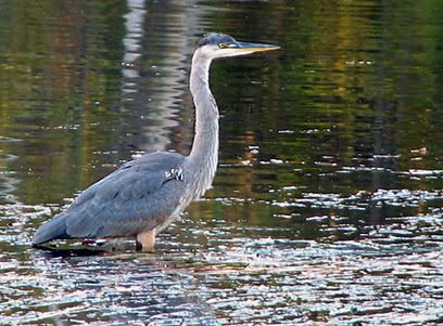 heron