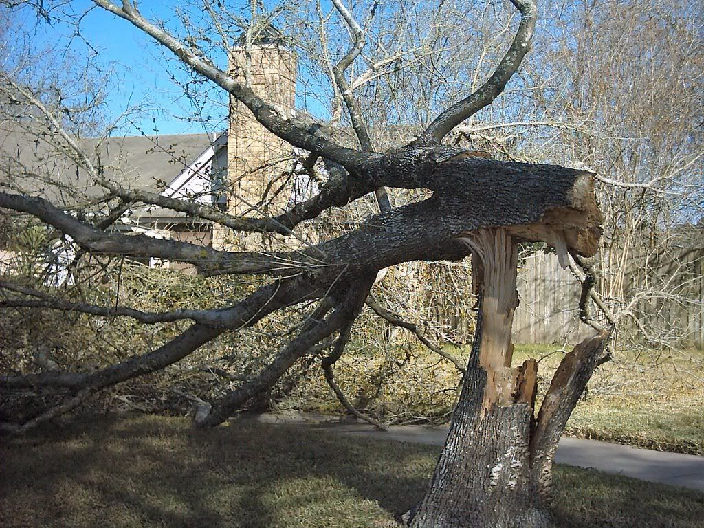 What are 'Trash Trees'