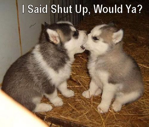 AnimalslolFunnyPuppiesCatpion081201.jpg