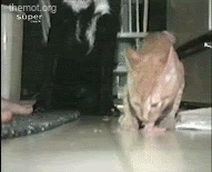 1168702253-CatDefendsFoodFromDog.gif picture by nadia2164