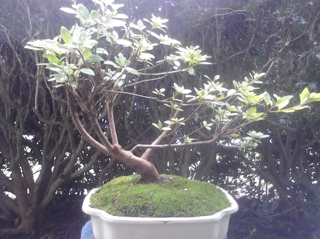 Tips to improve this azalea? Bonsai forum Bonsai Empire