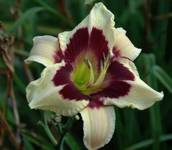 How long do daylilies bloom?