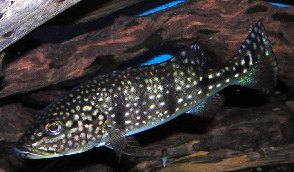 Cichla Piquiti