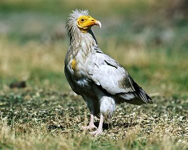 EGYPTIAN VULTURE Pictures, Images and Photos