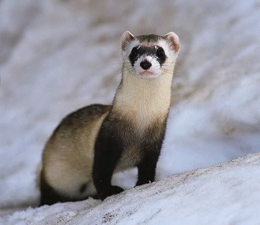 BLACKFOOTEDFERRET.jpg BLACK FOOTED FERRET image by tony097531