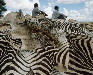 Poached Zebra