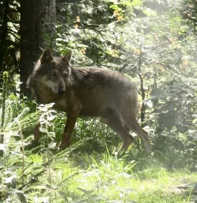 italy wolf