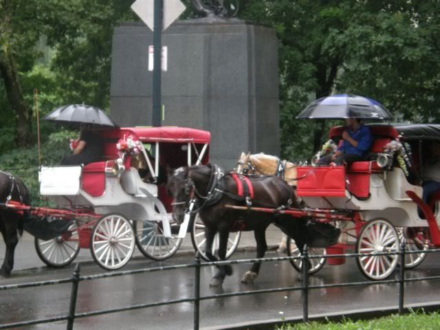 Hurricane Irene,Carriage Horses,Animal Rights,ASPCA,Humane Society,Dangerous Weather Conditions