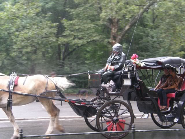 Hurricane Irene,Carriage Horses,Animal Rights,ASPCA,Humane Society,Dangerous Weather Conditions