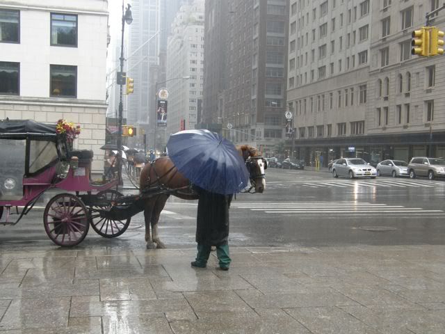 Hurricane Irene,Carriage Horses,Animal Rights,ASPCA,Humane Society,Dangerous Weather Conditions