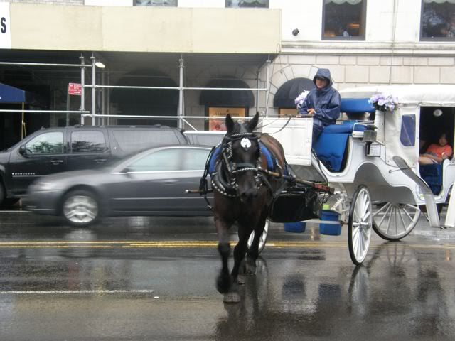 Hurricane Irene,Carriage Horses,Animal Rights,ASPCA,Humane Society,Dangerous Weather Conditions