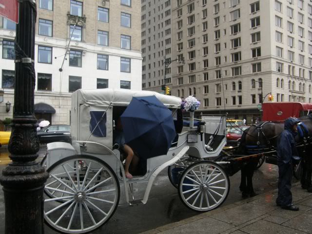 Hurricane Irene,Carriage Horses,Animal Rights,ASPCA,Humane Society,Dangerous Weather Conditions