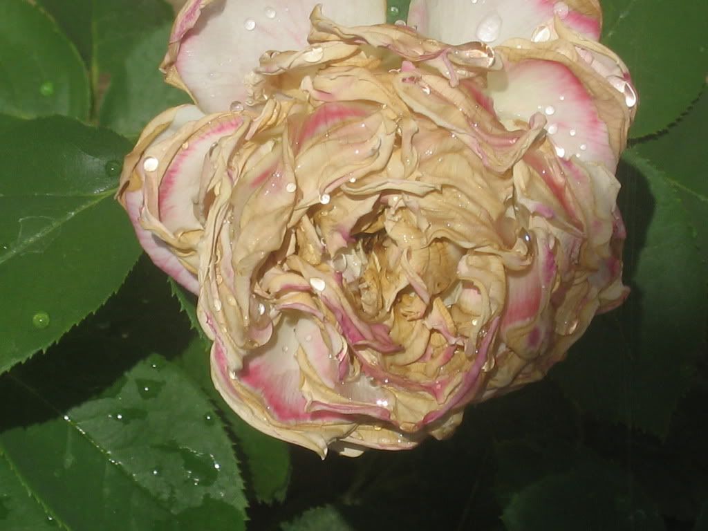 Why did my roses bloom like this? • Gardening Forum