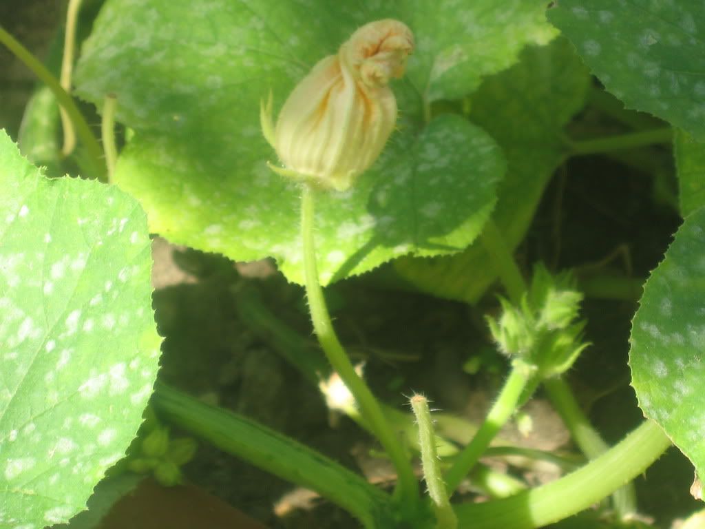 Why are my blossoms falling off of my pumpkins???? • HelpfulGardener