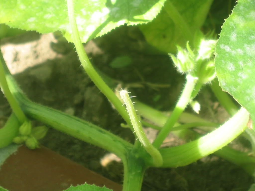 Why are my blossoms falling off of my pumpkins???? • HelpfulGardener