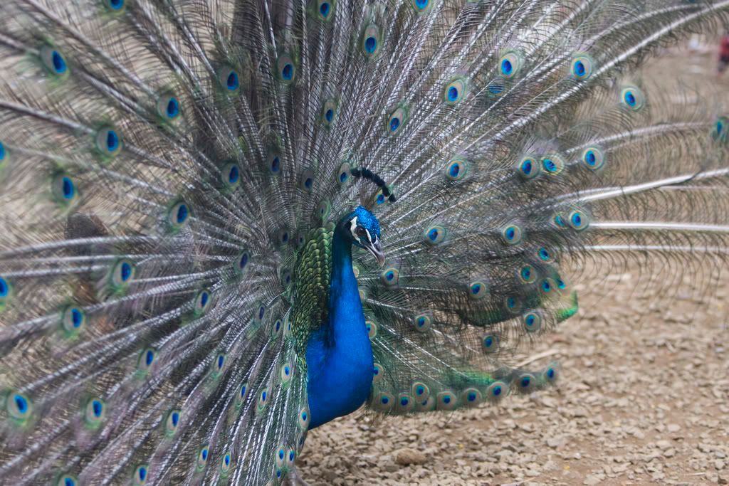 peacock.jpg