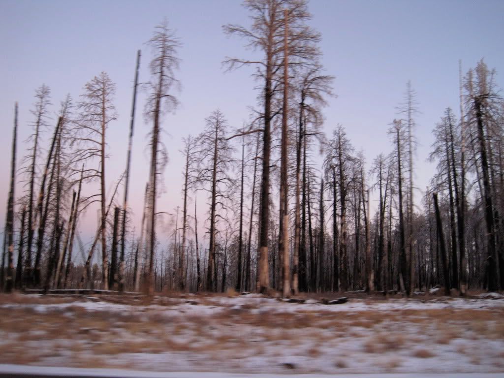 fire trees