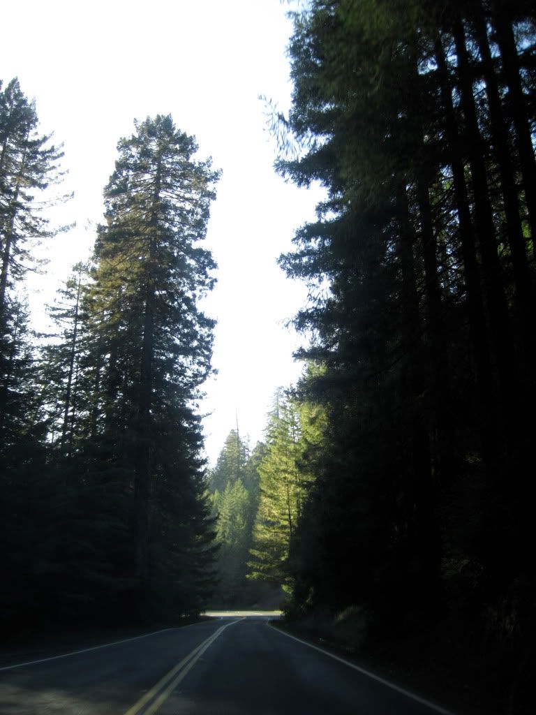 redwoodish