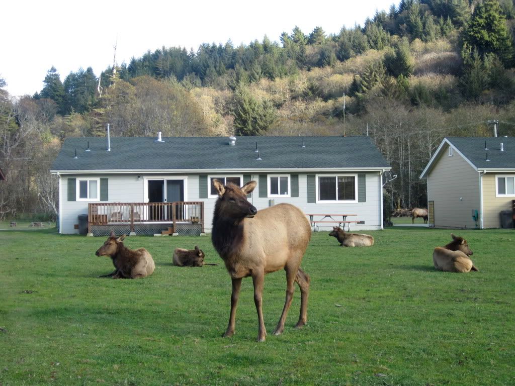 house elk