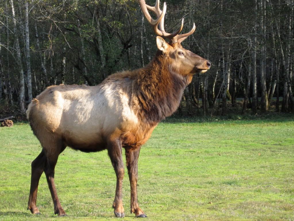 big elk