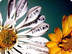 flowers Pictures, Images and Photos