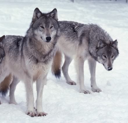 wolves.jpg wolf image by lostfandlc