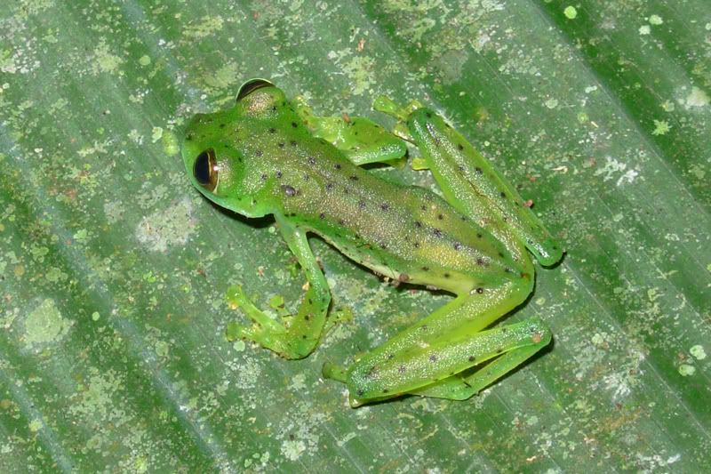 Emerald Glass Frog