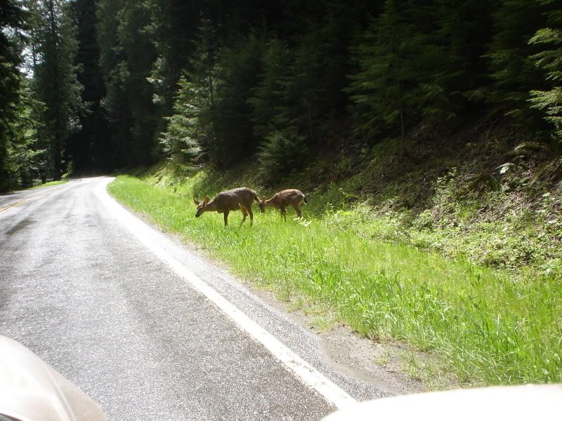 Deers of Mt. Rainier National Park