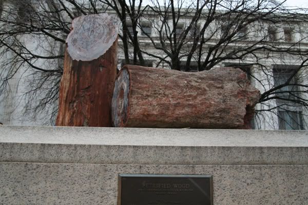 Petrified Tree in front of Museum