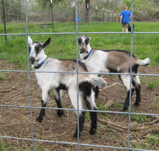 udder Q., breeding Q., and a baby pic - Goats