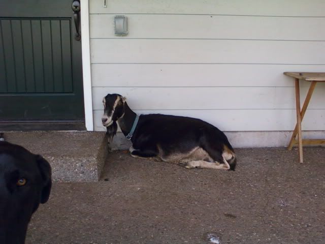 fattening up a goat - Goats