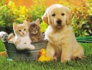 imagenes para hi5